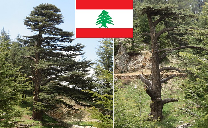 Cedar trees