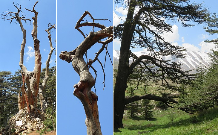 A sculpted dead cedar