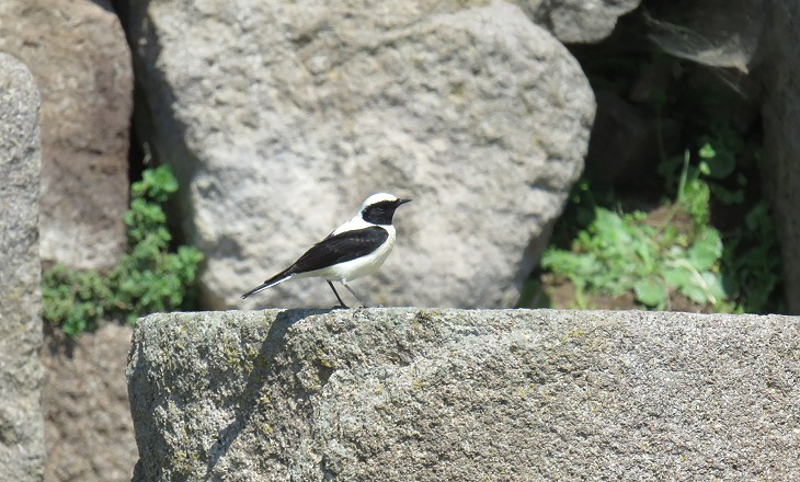 A Motacilla Alba (white wagtail)