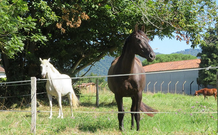 Horse breeding farm near Saint-Just-de-Valcabrère